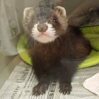 A young ferret